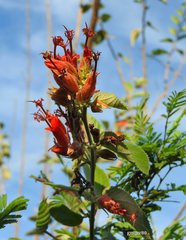 Helicteres gardneriana