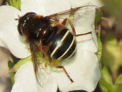 Eristalis cryptarum