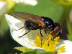 Chrysosyrphus latus