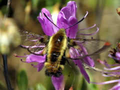 Hemaris