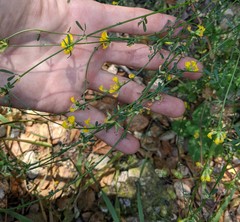 Acmispon junceus junceus