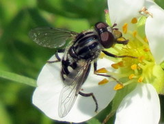 Parhelophilus porcus