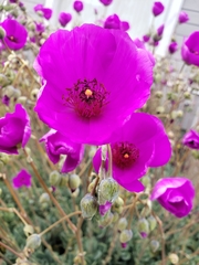 Cistanthe grandiflora