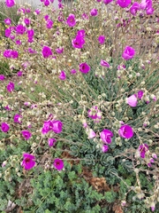 Cistanthe grandiflora