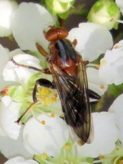 Hammerschmidtia rufa