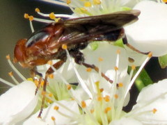 Hammerschmidtia rufa