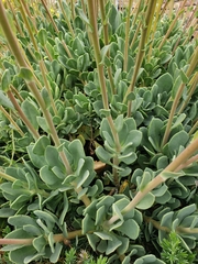 Cistanthe grandiflora