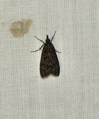 Scoparia anthracias