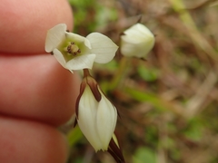 Gentianella grisebachii