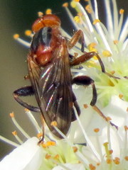 Hammerschmidtia rufa