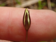 Gentianella grisebachii