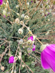 Cistanthe grandiflora