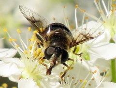 Eristalis obscura