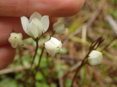 Gentianella grisebachii