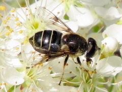 Eristalis obscura