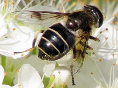 Eristalis obscura