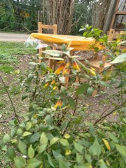 Justicia floribunda