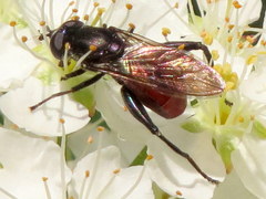 Chalcosyrphus piger