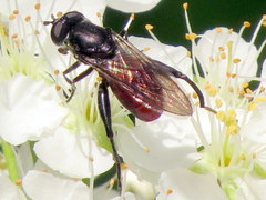 Chalcosyrphus piger