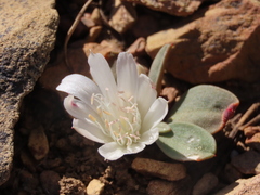 Lewisia kelloggii