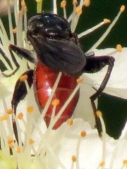 Chalcosyrphus piger