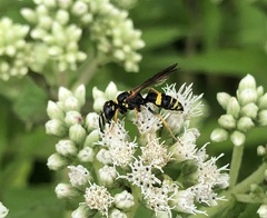 Philanthus