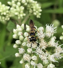 Philanthus