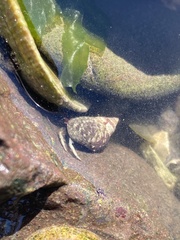 Pagurus granosimanus