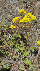 Eriogonum umbellatum modocense