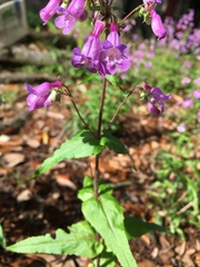 Penstemon tenuis