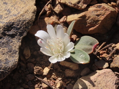 Lewisia kelloggii