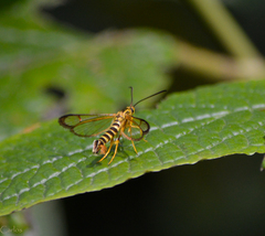 Synanthedon