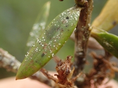 Podotara pilophoriformis