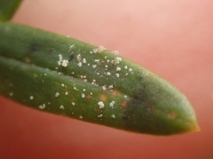 Podotara pilophoriformis
