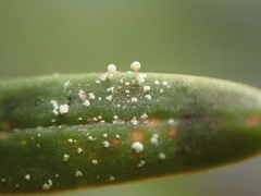 Podotara pilophoriformis