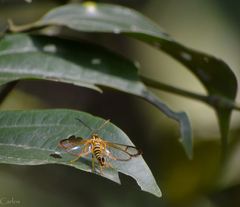 Synanthedon