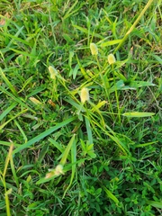 Cyperus sesquiflorus sesquiflorus