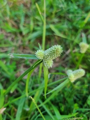 Cyperus sesquiflorus sesquiflorus