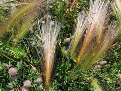 Hordeum jubatum