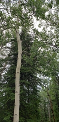 Betula neoalaskana