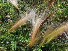 Hordeum jubatum