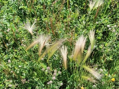 Hordeum jubatum