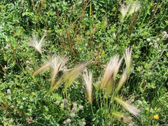 Hordeum jubatum