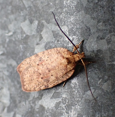 Agonopterix robiniella