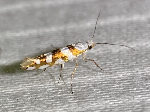 Argyresthia calliphanes photo 4
