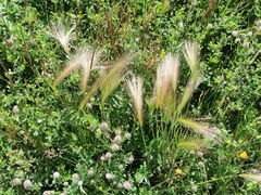 Hordeum jubatum