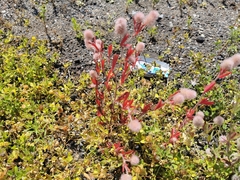 Trifolium arvense