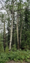 Betula neoalaskana