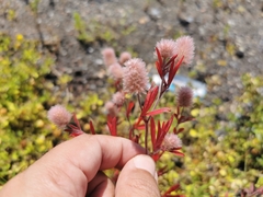 Trifolium arvense