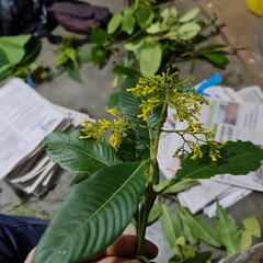 Palicourea lasiorrhachis